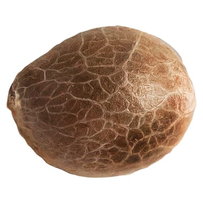 Jack Herer Seeds | 5-Pack