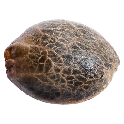 Grandaddy Purp Seeds | 5 Pack