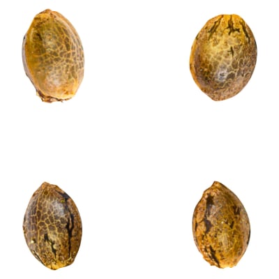 Gry Pytn X Crashed Out Cookies (fem Seeds) 4 Pack Seeds