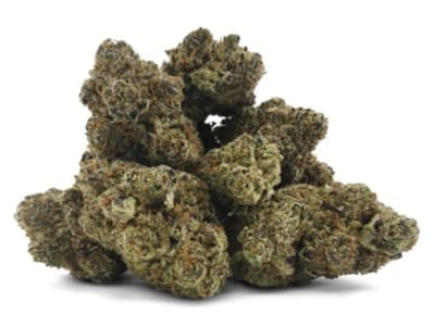 Midnight Treat 1/2 Midnight Treat