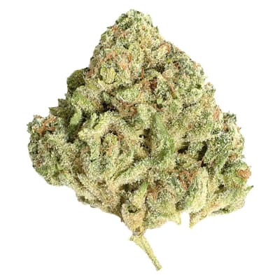 Sugar Shack - Potluck - Hybrid - Dried Flower