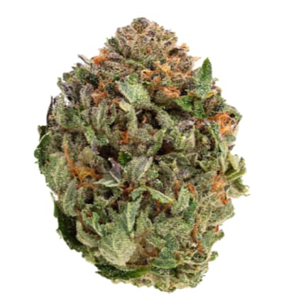 Comatose - 1964 - Indica - Dried Flower