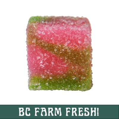 Glenn's No.15 Watermelon - Single