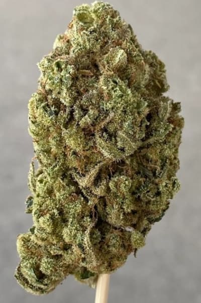 Trippin Uncle Bob Day Trippin