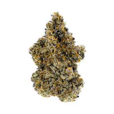 FTS - Guava Biscotti. by Woody Nelson - GUAVA BISCOTTI - 7G (INDICA)