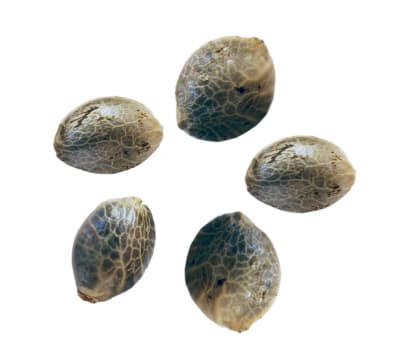 Strawberry Auto Seeds Wild Strawberry