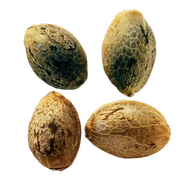 Smoke That Thunders - CHEESE STAR - Hybrid Seeds 4 Seed Pouch