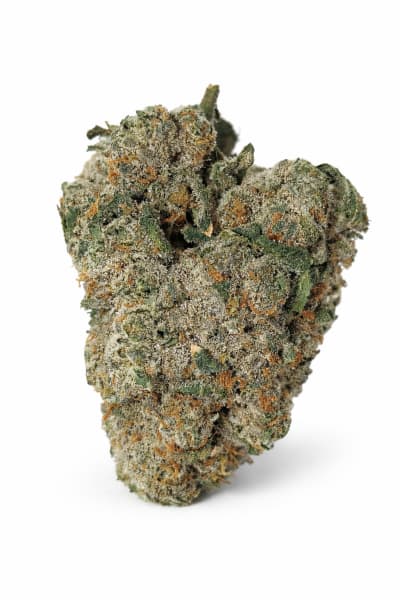 Kief - YUZU SHERB - Sativa