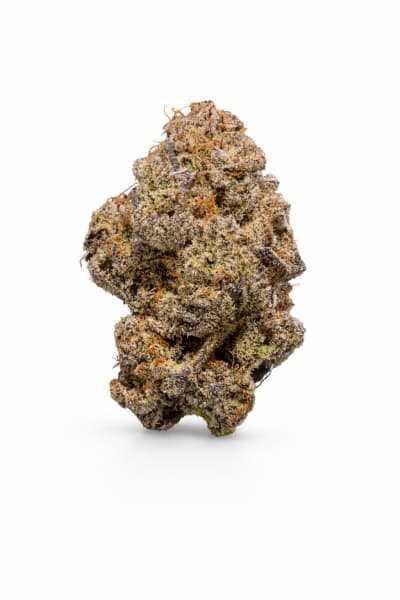 Florakraft - WINTER SUNSET - Hybrid