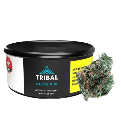 Tribal - GELATO MINT - Indica