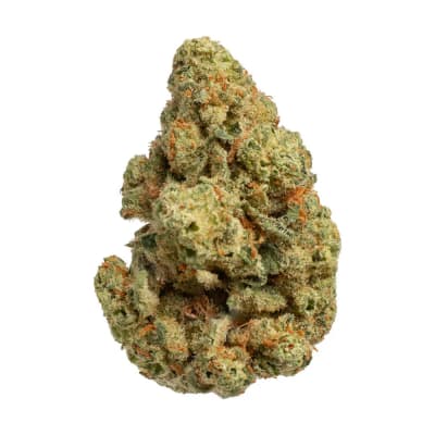 Pepe - LEMONATTI - Hybrid