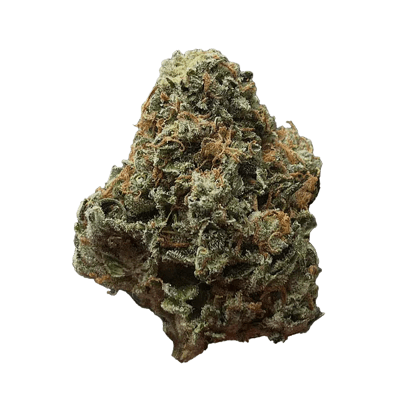 Green Congo Dried Flower