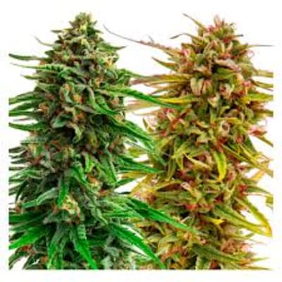 Cannabis Cup (Feminized Autoflower) Variety Pack Seeds 2x2 (4 Pack of Seeds)