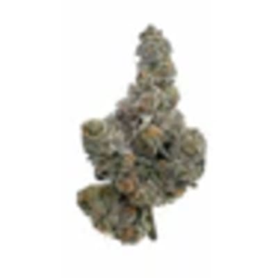 Gastro Pop 7G by Amani Craft (INDICA)