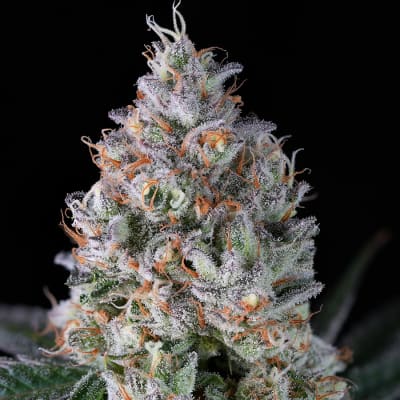 BC Organic Lime Drizzle 7g Dried Flower