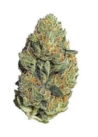 Prime Lime Dried Flower