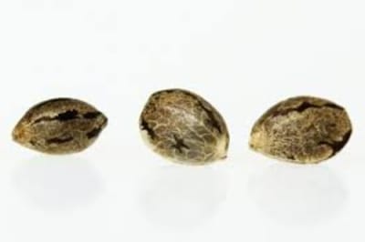 Homegrow with Freedom Seeds - Space Cake 5 Pack Feminized Seeds