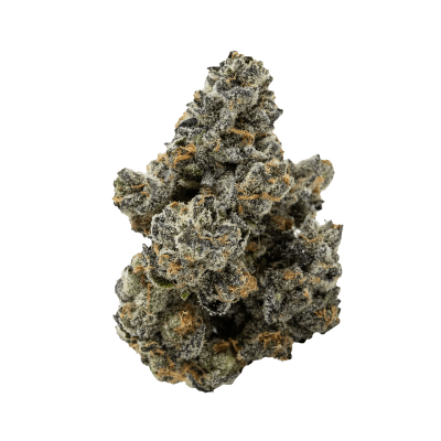 Pistol and Paris Blackberry Breath Flower - Blackberry Breath Dried Flower