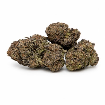 Space Race - SPACE GRYFFINS - Indica
