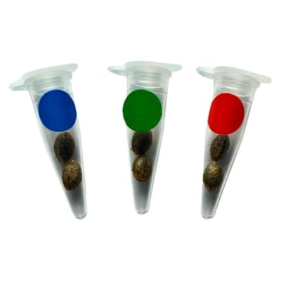 Crashed Out Cookies Multipack Feminized Seeds 6 Pack