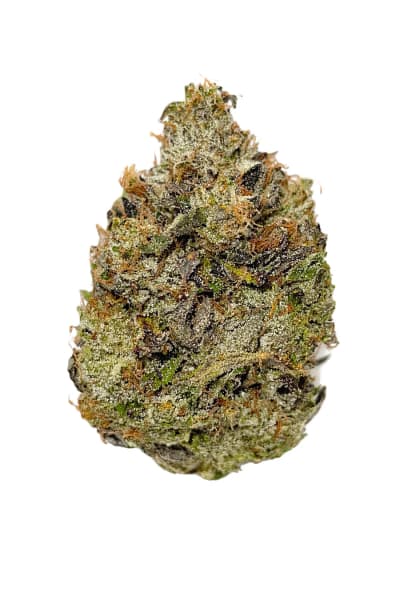 TIMMY'S OG SHARK - 3.5