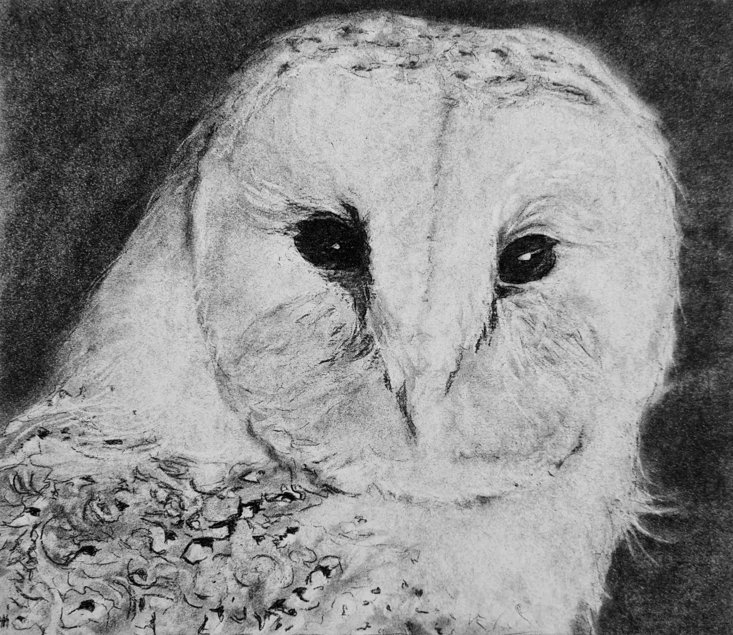 Houtskool portret uil