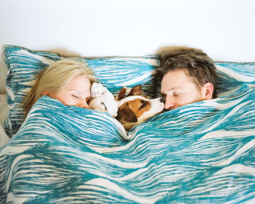 Couple laying in bed with two dogs