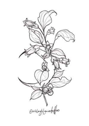 Image of Belladonna moon