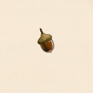 Image of Acorn