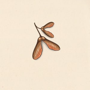 Image of Helicopter leaf