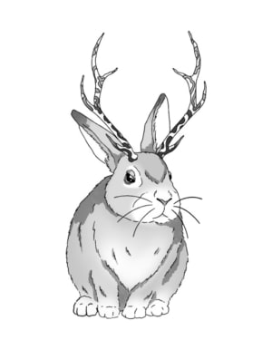 Image of Jacolope max size 5 inches