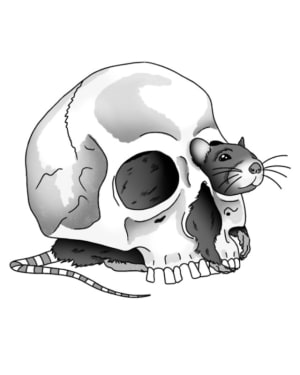 Image of Rat and skull max size 6 inches