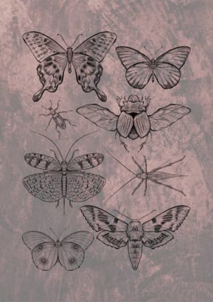Image of Butterflies, Moths & Bugs