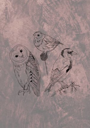 Image of Garden Birds