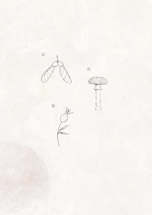 Image of 2) mushroom