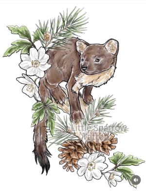 Image of Pine marten 