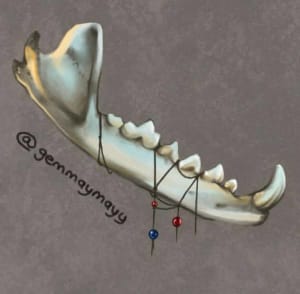 Image of Jaw Bone
