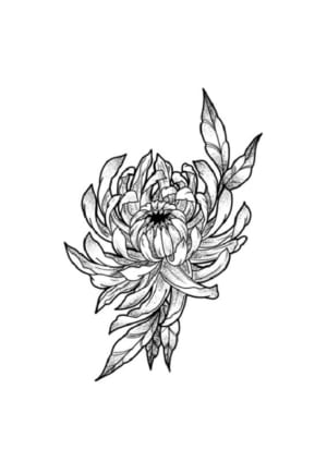 Image of Chrysanthemum 