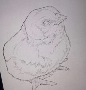 Image of cheep cheep