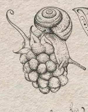 Image of Snail and berry 