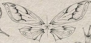 Image of Butterfly wings 