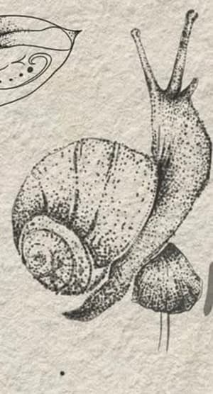 Image of Snail and mushroom 