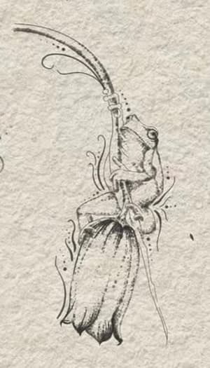 Image of Frog and flower 