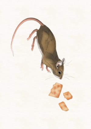 Image of Cracker Mouse