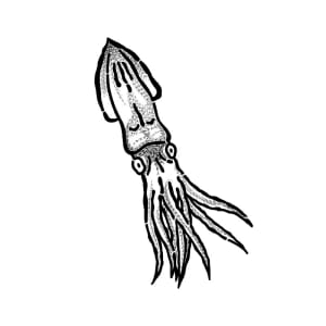 Image of Printed squid