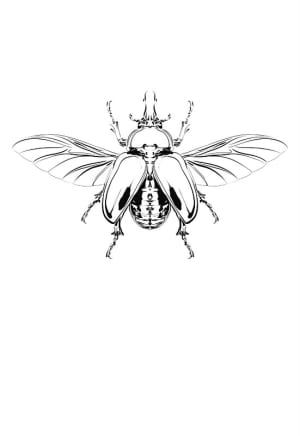 Image of Beetle