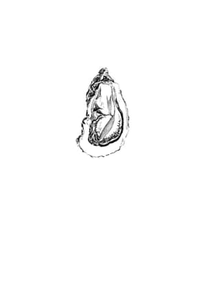 Image of Oyster 