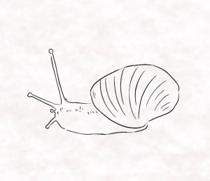 Image of Snail