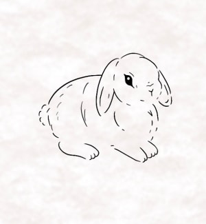 Image of Bunny 1