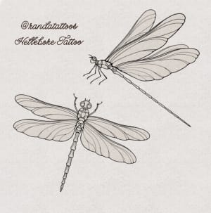 Image of Dragonflies
